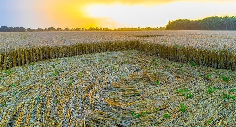 field with crop circles