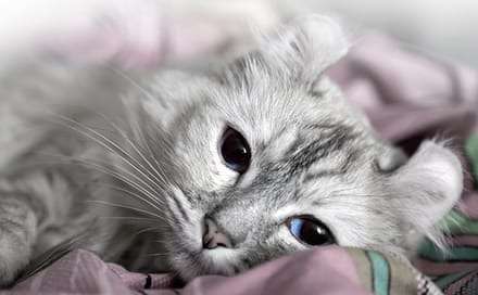White cat drowsing on the bed grey cat lying down - the power of a nap