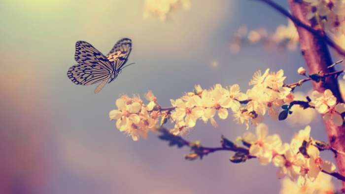 The Spiritual Significance Of Butterflies – 3 Powerful Ways To Receive A Message