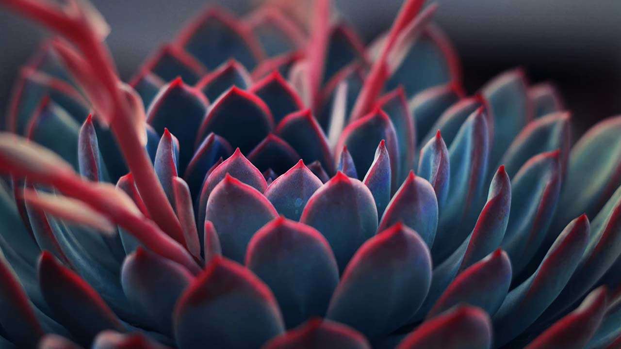 magical-plants-root-chakra magical-plants-root-chakra