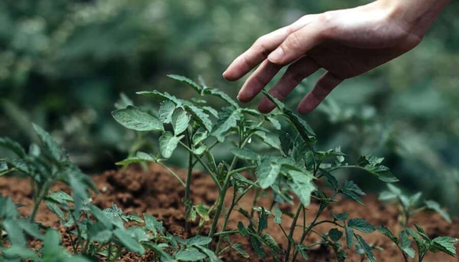 spiral garden How To Create A Sacred Herb Spiral Garden Using Ancient Druid Wisdom