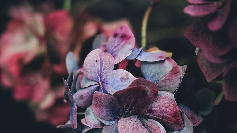 Answer These 5 Questions And We’ll Tell You What Type of FLOWER You Are